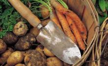 An image showing a Trowell surrounded by potatoes and carrots