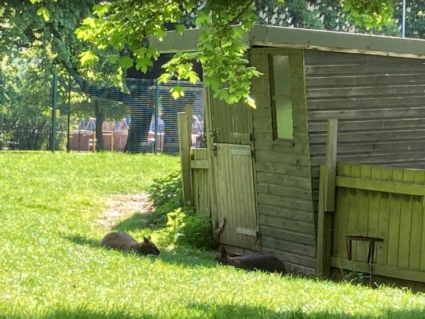 Wallabies